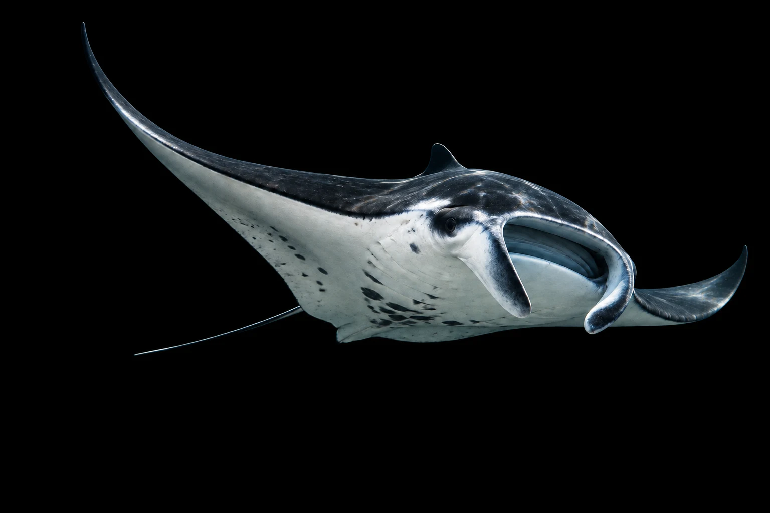 Manta mit weit ausgebreiteten Brustflossen im blauen Wasser – KI-Illustration